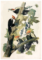 Pilated Woodpecker, Picus Pileatus. Linn, Adult Male, 1. Adult Female, 2. Young Males 3, 4. Racoon Grape Vitus Astivalis