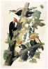 Pilated Woodpecker, Picus Pileatus. Linn, Adult Male, 1. Adult Female, 2. Young Males 3, 4. Racoon Grape Vitus Astivalis