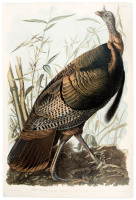 Wild Turkey. Meleagris Gallopavo. Linn. Male. American Cane Miegia macrosperma