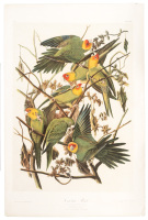Carolina Parrot. Psittacus Carolinensis. Linn. Males, 1. Females, 2. Young, 3...