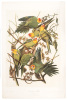 Carolina Parrot. Psittacus Carolinensis. Linn. Males, 1. Females, 2. Young, 3...