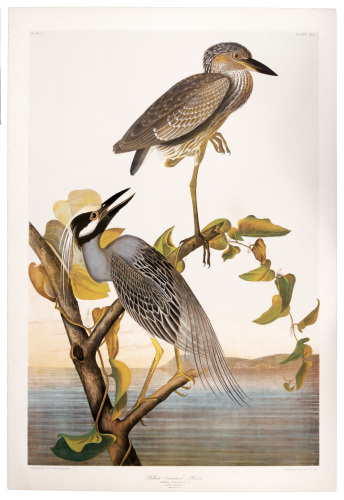 Yellow-Crowned Heron, Ardea Viogacea. L. Adult Male Spring Plumage 1. Youth in October 2.