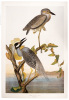 Yellow-Crowned Heron, Ardea Viogacea. L. Adult Male Spring Plumage 1. Youth in October 2.