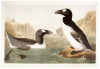 Great Auk. Alca Impennis, L.