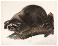 Procyon Lotor, Cuvier. Raccoon. Male. Natural Size