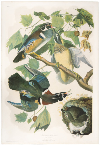 Summer or Wood Duck. Annas Sponsa. L. 1,2, Males. 3,4, Females. Platanus occidentalis. - Button Wood Tree