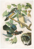 Summer or Wood Duck. Annas Sponsa. L. 1,2, Males. 3,4, Females. Platanus occidentalis. - Button Wood Tree