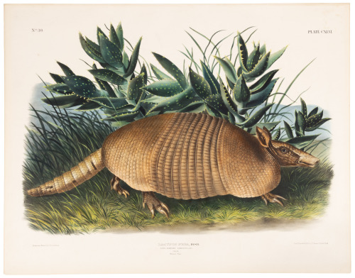 Dasypus Peba, Desm. Nine-Banded Armadillo. Male. Natural Size