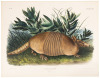 Dasypus Peba, Desm. Nine-Banded Armadillo. Male. Natural Size