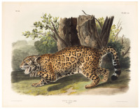 Felis Onca, Linn. The Jaguar. Female