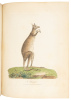 Journal of a Voyage to New South Wales - 3