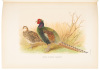 A Monograph of the Pheasants - 3