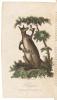 The History of New South Wales including Botany Bay, Port Jackson, Pamaratta [sic], Sydney and all its Dependancies [with] An Account of a Voyage to New South Wales - 3