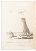 The Voyage of Governor Phillip to Botany Bay; with an Account of the Establishment of the Colonies of Port Jackson & Norfolk Island - 6
