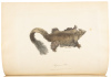 Journal of a Voyage to New South Wales - 7