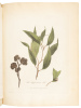 Journal of a Voyage to New South Wales - 8