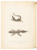 Journal of a Voyage to New South Wales - 9