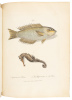Journal of a Voyage to New South Wales - 10