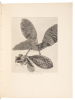 Ka Hana Kapa: The Making of Bark-Cloth in Hawaii, Memoirs of the Bernice Pauahi Bishop Museum of Polynesian Ethnology and Natural History - 9