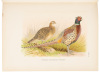 A Monograph of the Pheasants - 5
