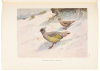 A Monograph of the Pheasants - 7