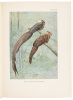 A Monograph of the Pheasants - 8
