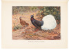 A Monograph of the Pheasants - 10
