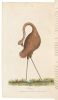 The History of New South Wales including Botany Bay, Port Jackson, Pamaratta [sic], Sydney and all its Dependancies [with] An Account of a Voyage to New South Wales - 9