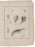 Histoire Abr&eacute;g&eacute;e des Insectes dans laquelle ces Animaux sont rang&eacute;s suivant un ordre m&eacute;thodique