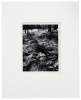 Ferns, Valley Floor, Yosemite, 1948