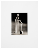 Melancholic Tulip