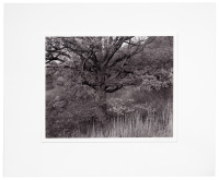 Oak Tree, Holmdel, N.J., 1970