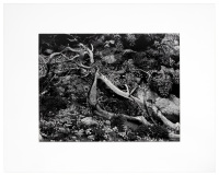 Tree Roots with Succulents, Point Lobos, CA, 1952