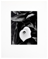 Calla Lily, Oregon, 1973