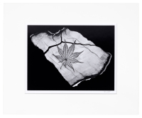 Japanese Maple Leaf, 2003