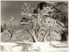 Half Dome, Apple Orchard, Winter, Yosemite, California, 1933 - 3