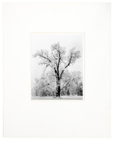 Oaktree, Snowstorm, Yosemite National Park, California