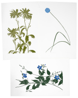 Seven floral linocut prints by Henry Evans