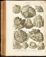 L'Histoire Naturelle &Eacute;clairclie dans une de ses Parties Principales la Conchyliologie, Qui Traite des Coquillages de Mer, de Riviere et de Terre...