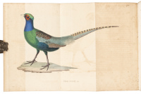 Nouveau recueil de planches coloriées d'oiseaux, pour sevir de suite et de complément aux planches enluminées de Buffon