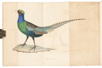 Nouveau recueil de planches colori&eacute;es d'oiseaux, pour sevir de suite et de compl&eacute;ment aux planches enlumin&eacute;es de Buffon