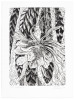 Gerard Brender &agrave; Brandis: A Selection of Wood Engravings