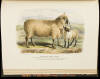 The Breeds of the Domestic Animals of the British Islands Illustrated with Plates, From Drawings by Mr. W. Nicholson, Reduced from a Series of Portraits from Life, Executed for the Agricultural Museum of the University of Edinburgh, by Mr. W. Shiels - 2