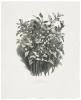 Engraved in the Wood: A Collection of Wood Engravings by George Mackley - 4