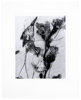 Kelp Detail, 1989