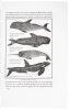 Moby-Dick; or, The Whale - 6