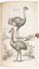 The Ornithology of Francis Willughby of Middleton in the county of Warwick Esq; fellow of the Royal Society. In three books. Wherein all the birds hitherto known, being reduced into a method sutable to their natures, are accurately described. The descript - 2