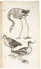 The Ornithology of Francis Willughby of Middleton in the county of Warwick Esq; fellow of the Royal Society. In three books. Wherein all the birds hitherto known, being reduced into a method sutable to their natures, are accurately described. The descript - 7