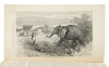 The Journal of Travel and Natural History - 5