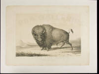 No. 2. Buffalo Bull, Grazing